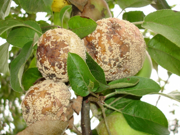 Гниют яблоки — монилиоз: причины и способы борьбы
